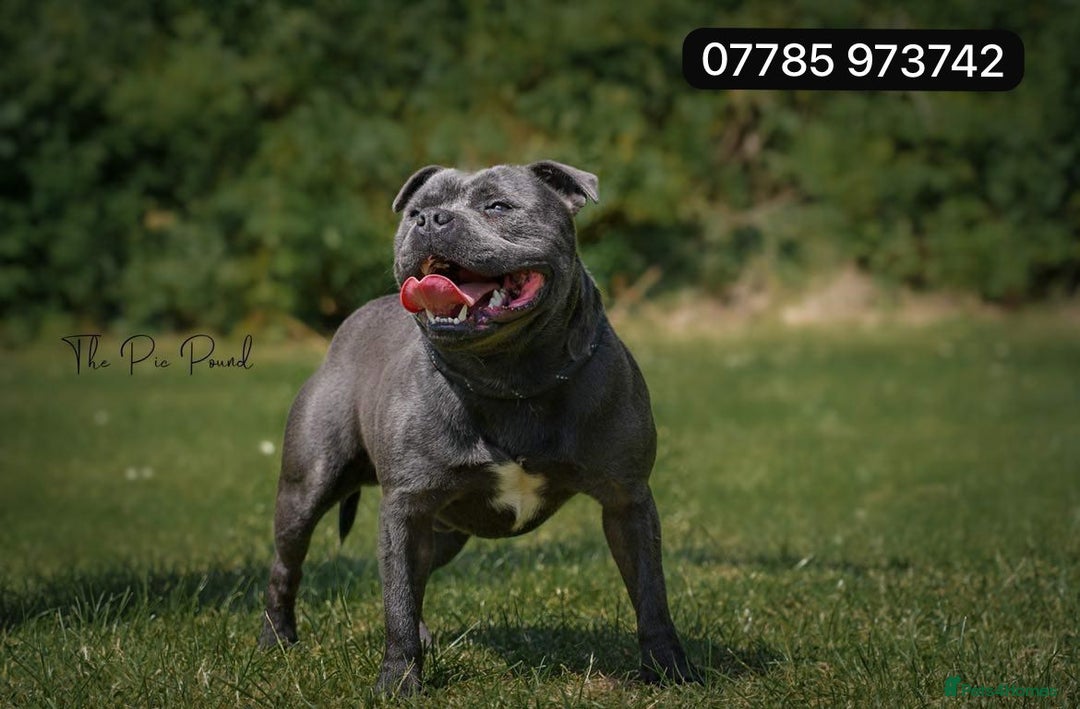 Staffordshire Bull Terrier dogs for stud: PRINCE- SOLID BLUE CHAMPION BRED in Smethwick - Image 5