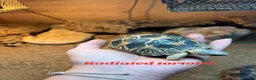 Tortoise reptiles for sale: Various Tortoises At Urban Exotics - Advert 7