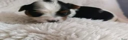 Biewer Terrier dogs for sale: 🐕Yorkshire terrier- Luxury Colors🤍🧡🖤🤎 - Advert 5