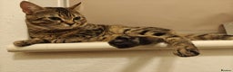 Bengal cats for sale:  Our Ryu is looking for a new home! - Advert 1