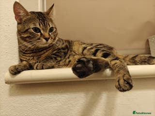 Bengal cats Our Ryu is looking for a new home! - Advert 6