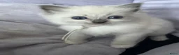 Ragdoll cats for sale: 4 beautiful blue point ragdoll kittens  - Advert 6