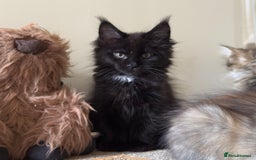 Maine Coon cats for sale: Ready Now! Conancoon GCCF Registered Maine Coon - Image 5