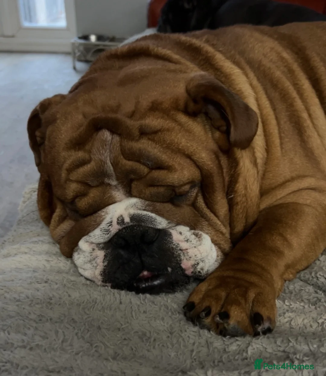 English Bulldog dogs for stud: Our Stunning English Bulldog Carter  in York - Advert 19