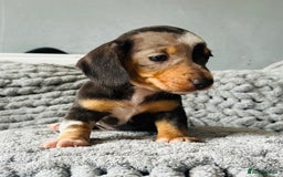 Miniature Dachshund dogs for sale: 4 beautiful daschunds  - Image 9