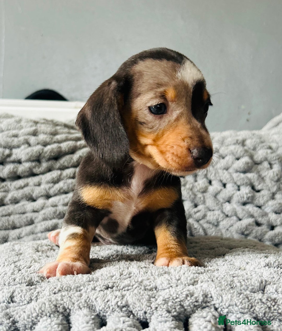 Miniature Dachshund dogs for sale: 4 beautiful daschunds  - Image 9