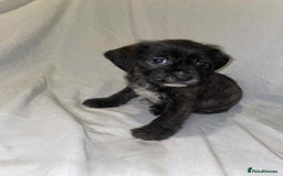 Cockapoo dogs for sale: Here I Have Too Beautiful cockerpoo Girls  - Advert 4