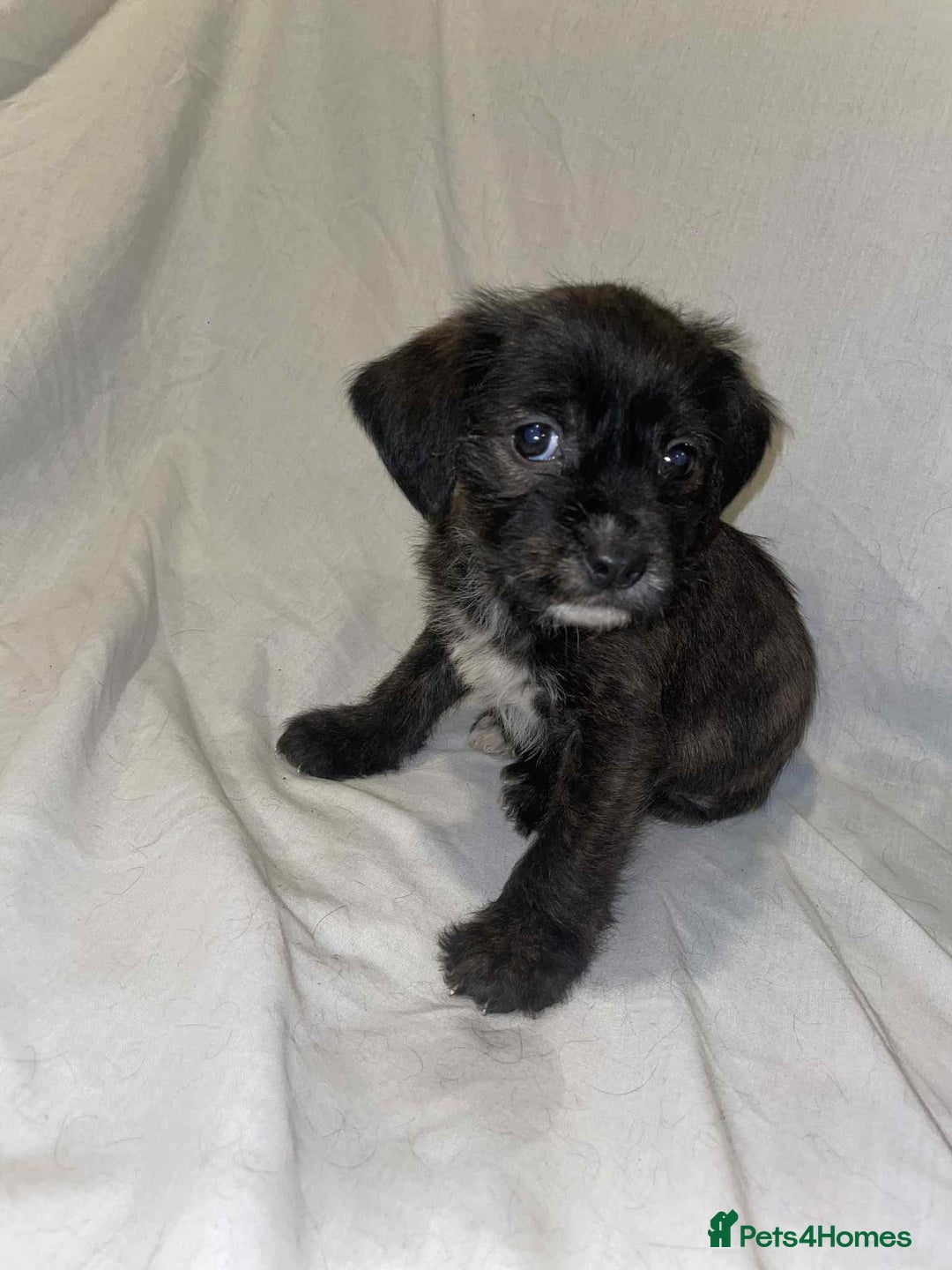 Cockapoo dogs for sale: Here I Have Too Beautiful cockerpoo Girls  - Advert 4