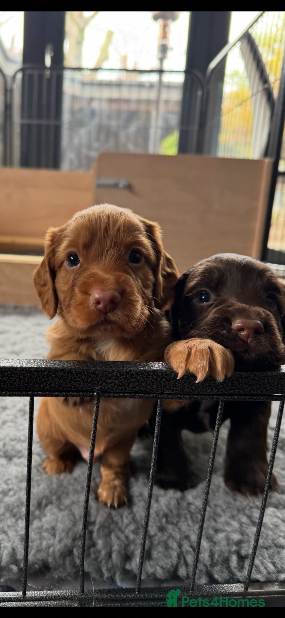Cocker Spaniel dogs KC REGISTERED WORKING COCKER SPANIEl PUPPIES 💙💖 - Advert 1