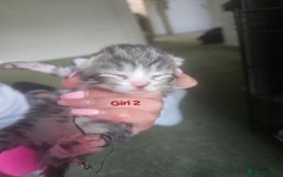 Maine Coon cats for sale: Maine Coon mix kittens - Image 7