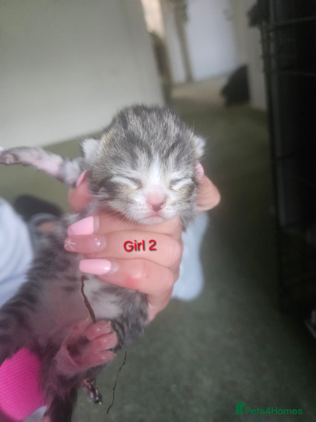 Maine Coon cats for sale: Maine Coon mix kittens - Image 7
