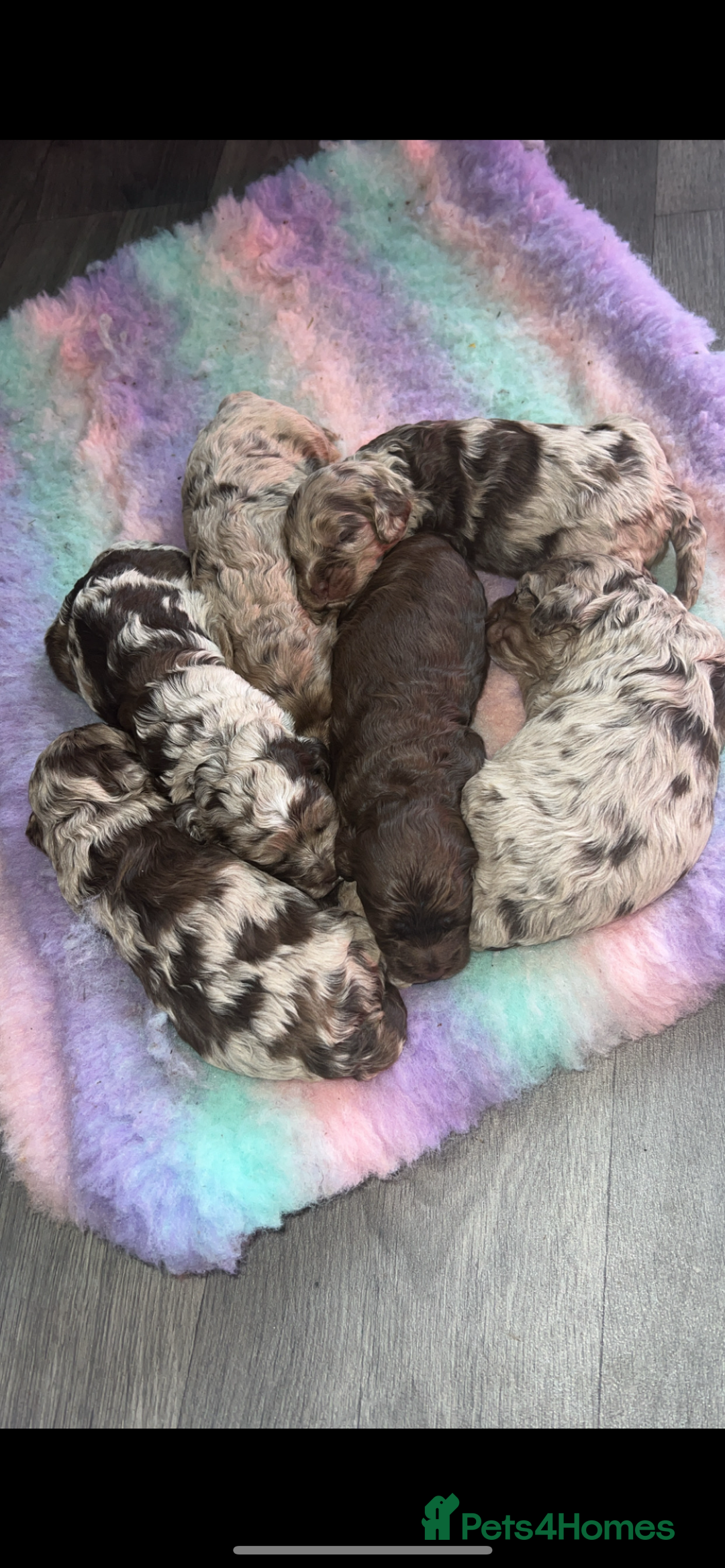 Cockapoo dogs for sale: Stunning litter of F1 Yankee doodles - Image 1