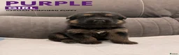 German Shepherd dogs for sale: ⭐️7 Beautiful German Shepherd Puppies⭐️ in Rugby - Advert 8