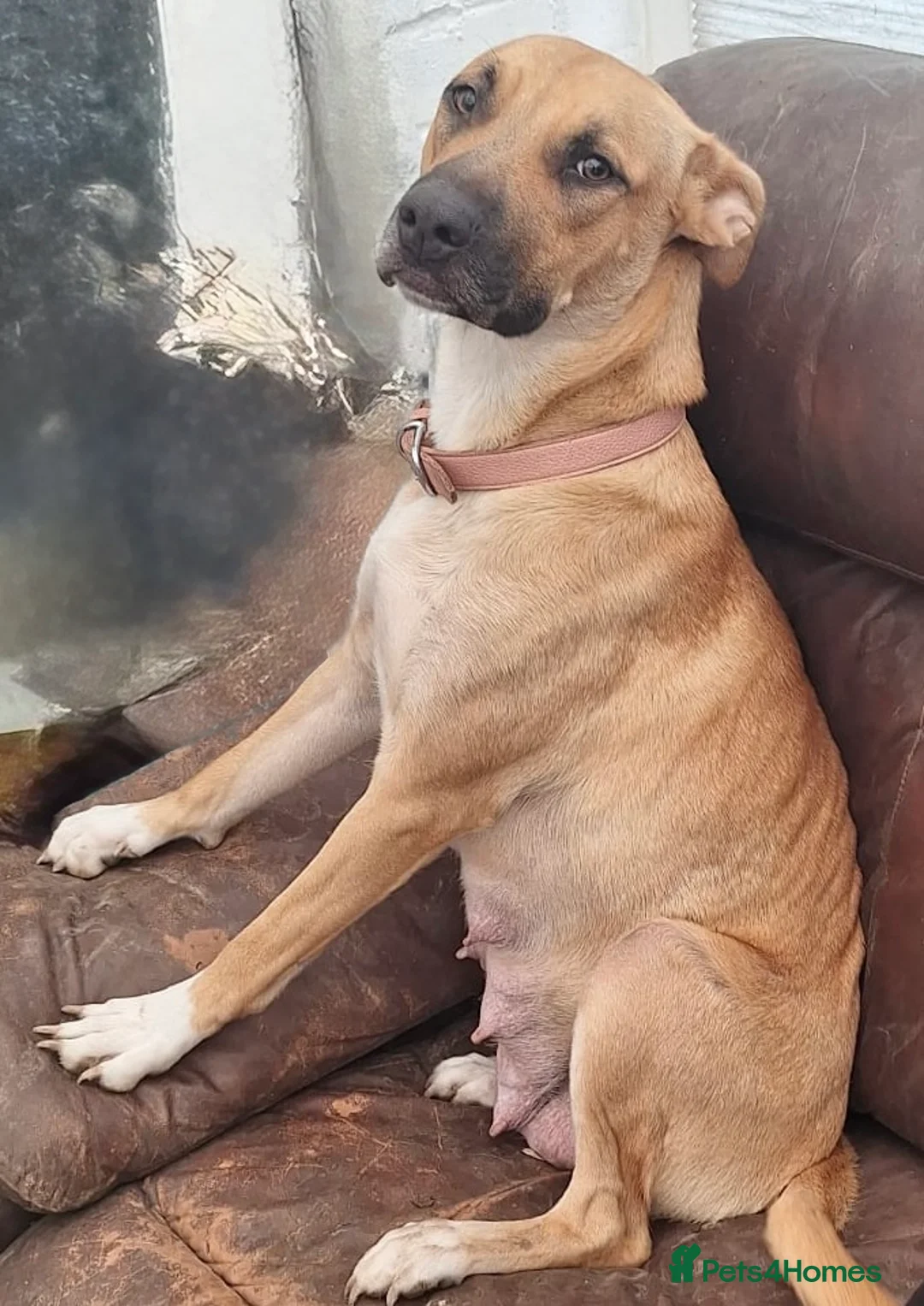 Mixed Breed dogs for sale: 9 mixed breed puppies in Salisbury - Advert 2
