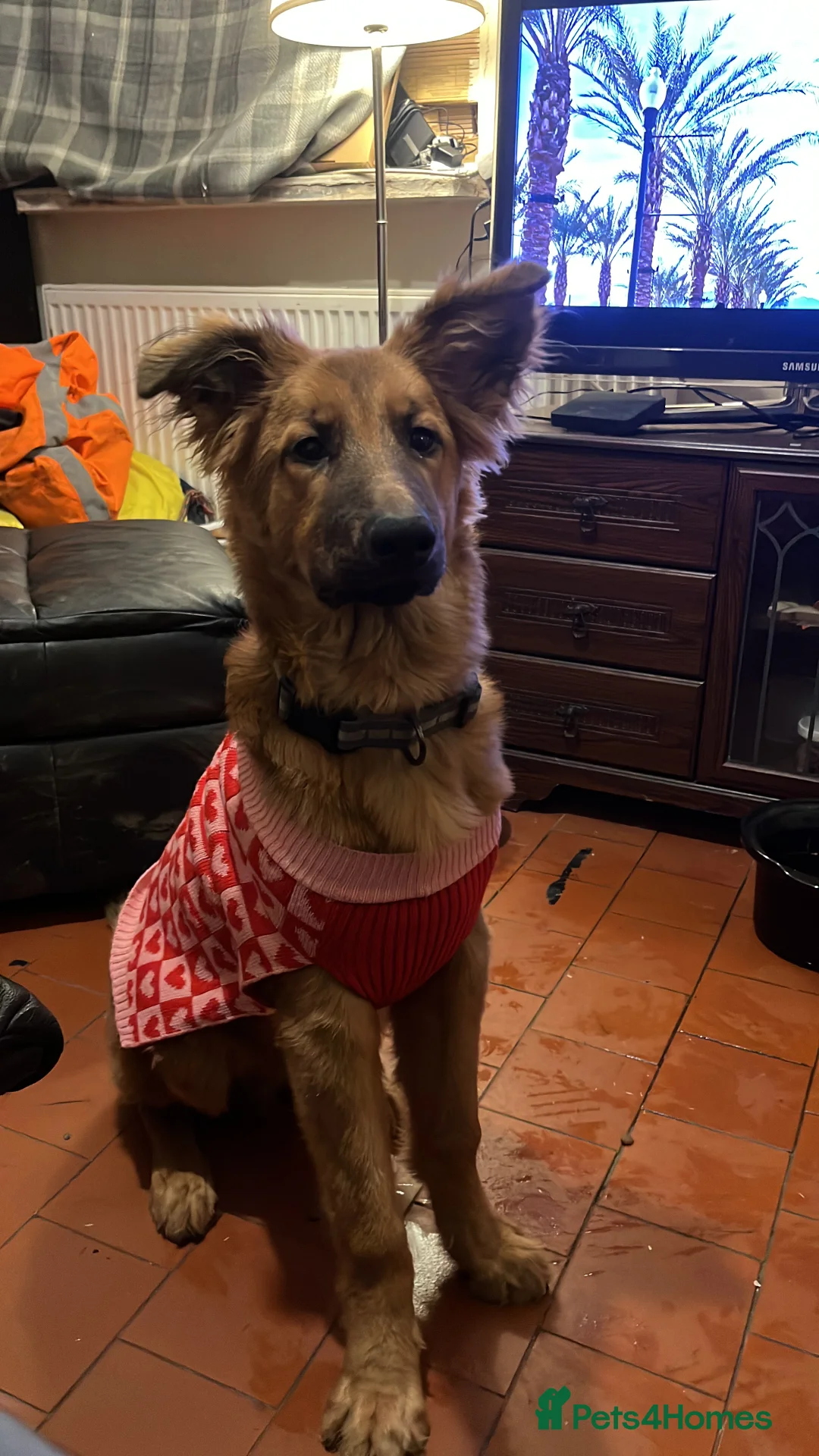 Mixed Breed dogs for sale: German Shepard cross lurcher dog in Stoke-on-Trent - Advert 1