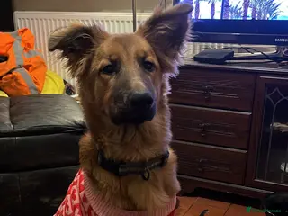 Mixed Breed dogs German Shepard cross lurcher dog in Stoke-on-Trent - Advert 1
