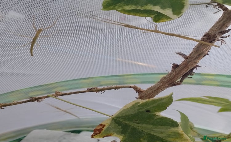 Stick Insects invertebrates in Chelmsford - Advert 14