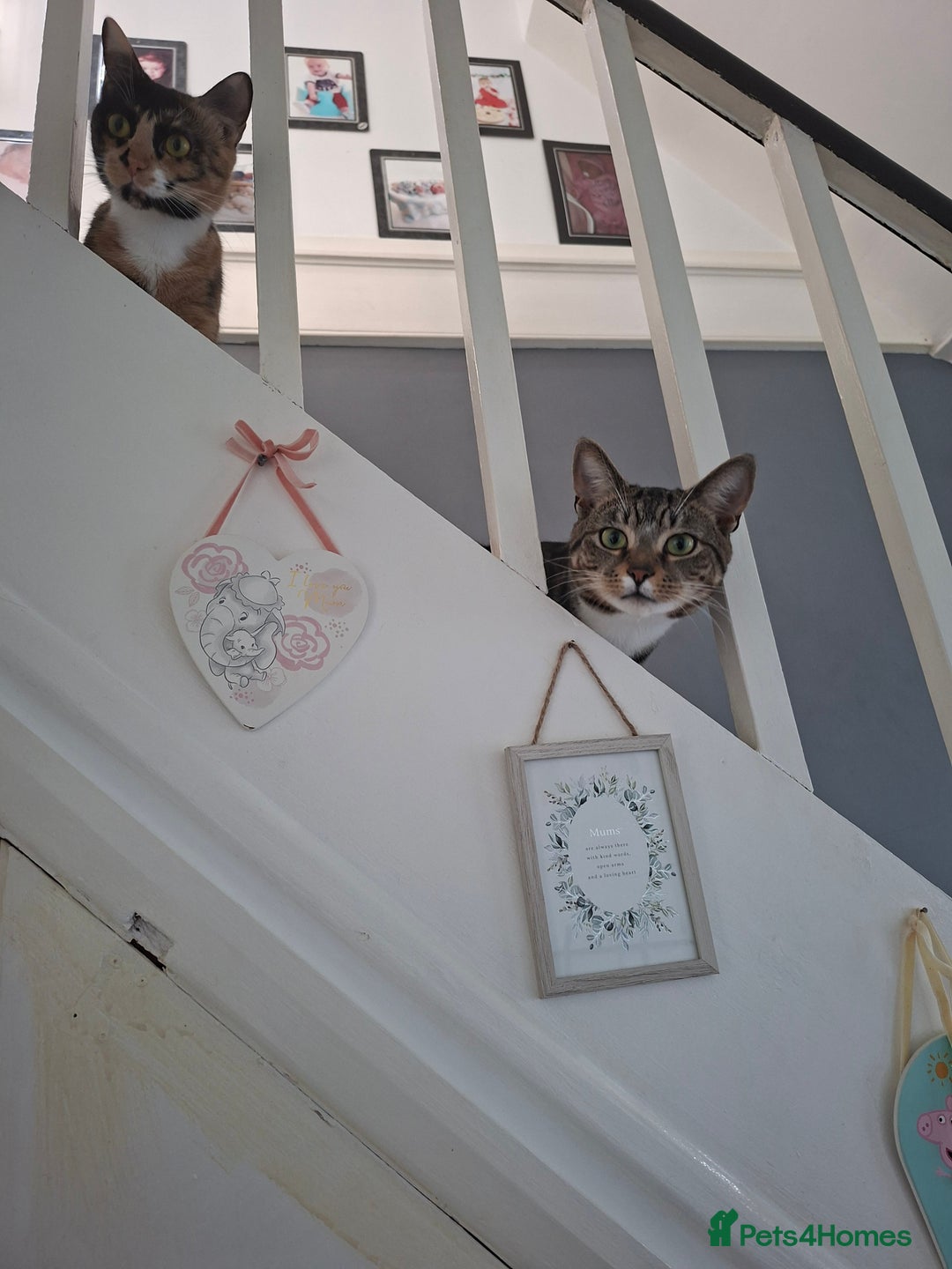 Domestic Shorthair cats for sale: Male and female - Advert 12