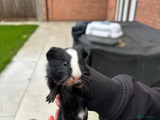 Guinea Pig rodents Two baby guinea pigs - Advert 1