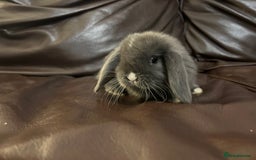 Mini Lop rabbits for sale: Lovely baby minilops for sale  - Image 6