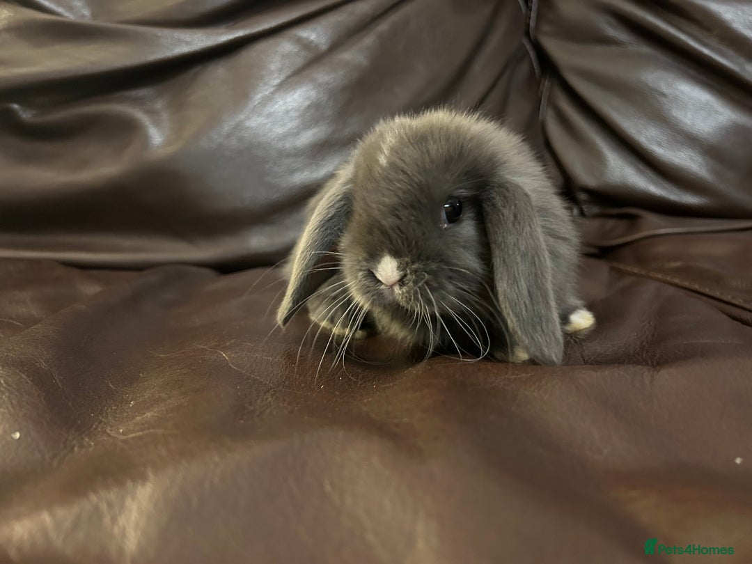 Mini Lop rabbits for sale: Lovely baby minilops for sale  - Image 6
