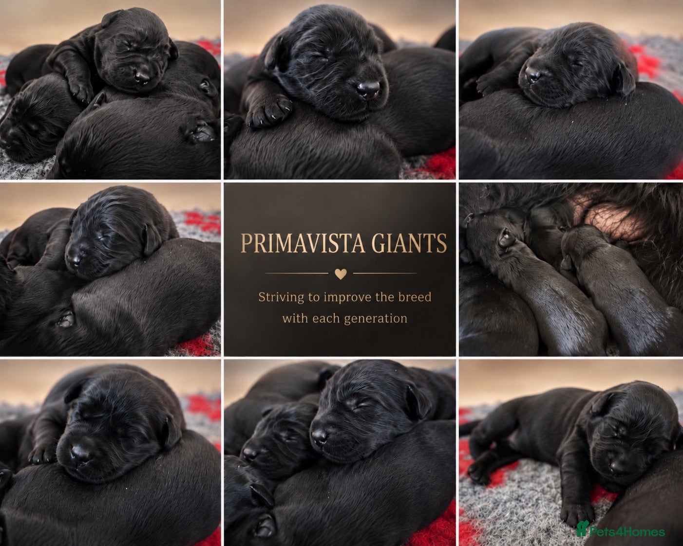 Giant Schnauzer dogs Giant Schnauzer Litter  - Advert 2
