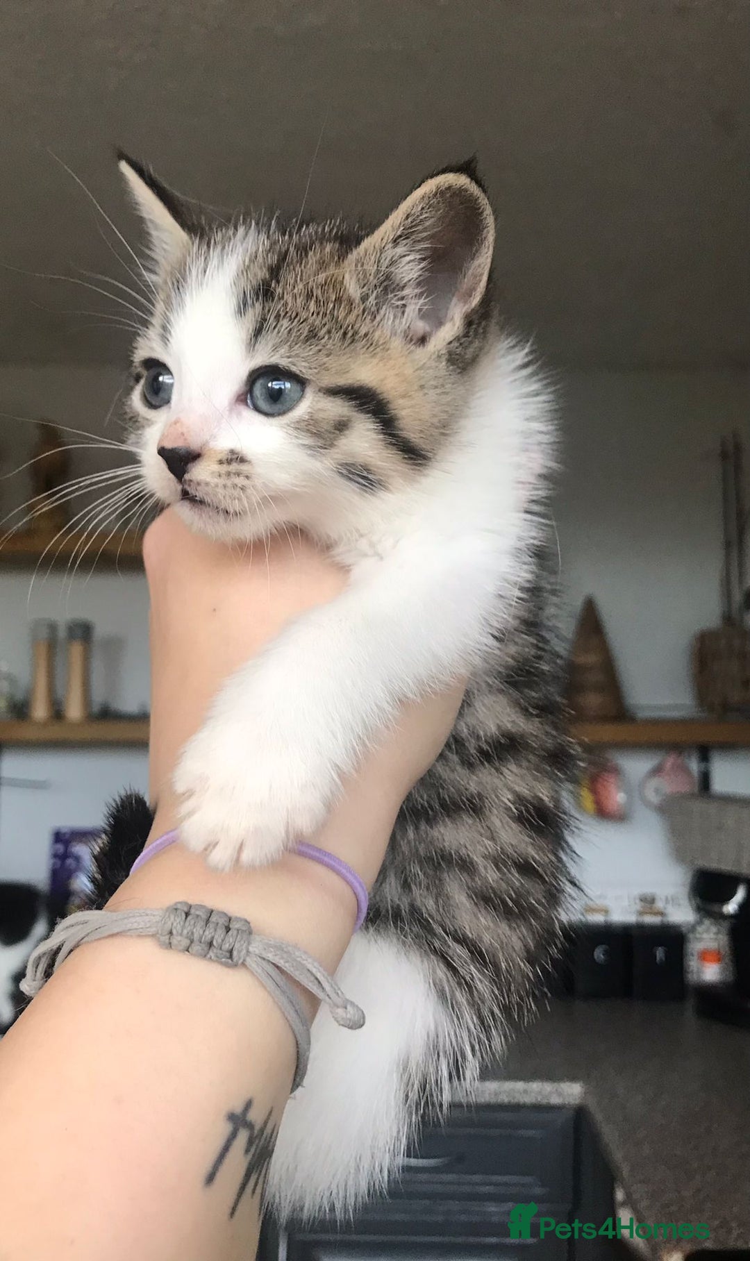 Mixed Breed cats for sale: 4 ragdoll cross mackerel tabby kittens  - Advert 10