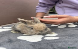 Mini Lop rabbits for sale: Female pure bred mini lop - Image 5