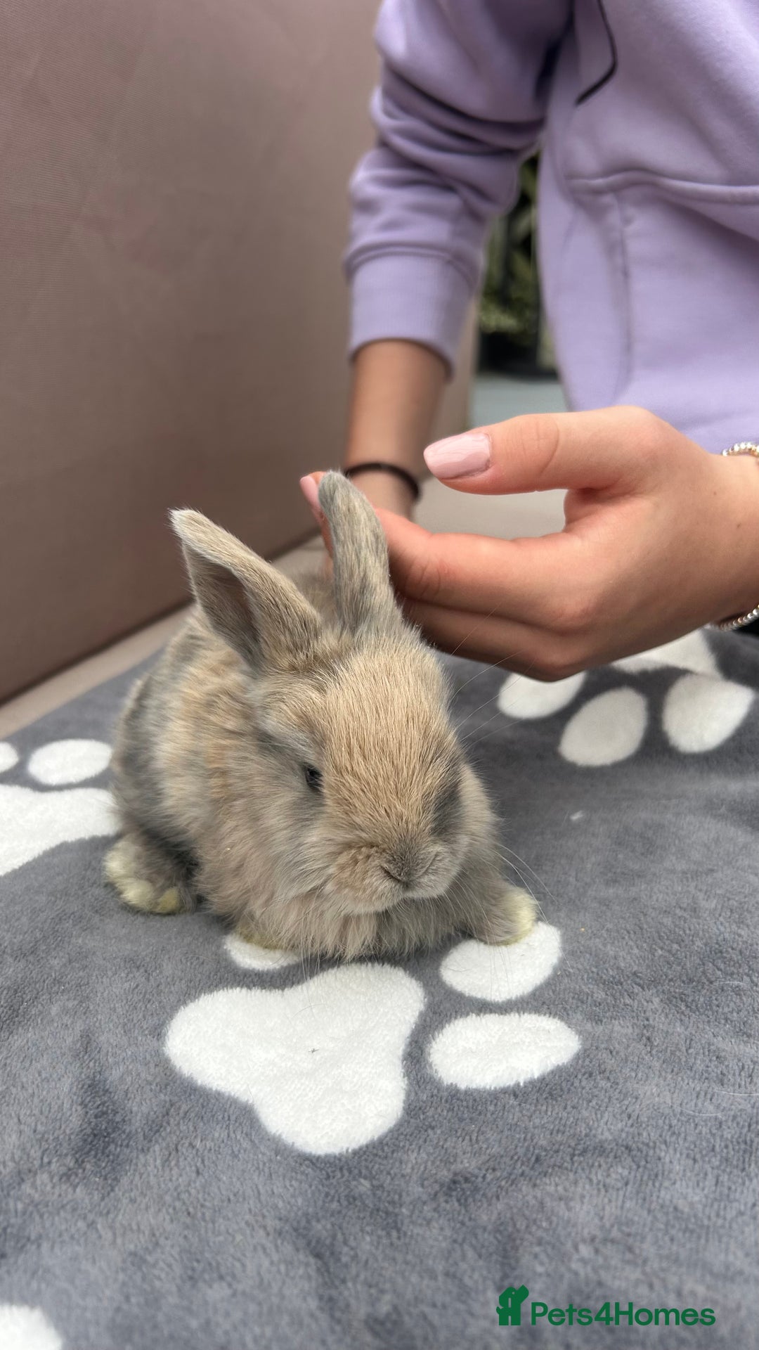 Mini Lop rabbits for sale: Female pure bred mini lop - Image 5