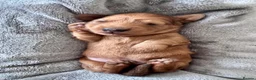 Dachshund dogs for sale: 🐾 Beautiful Long-Haired Dachshund Puppies 🐾 - Advert 4