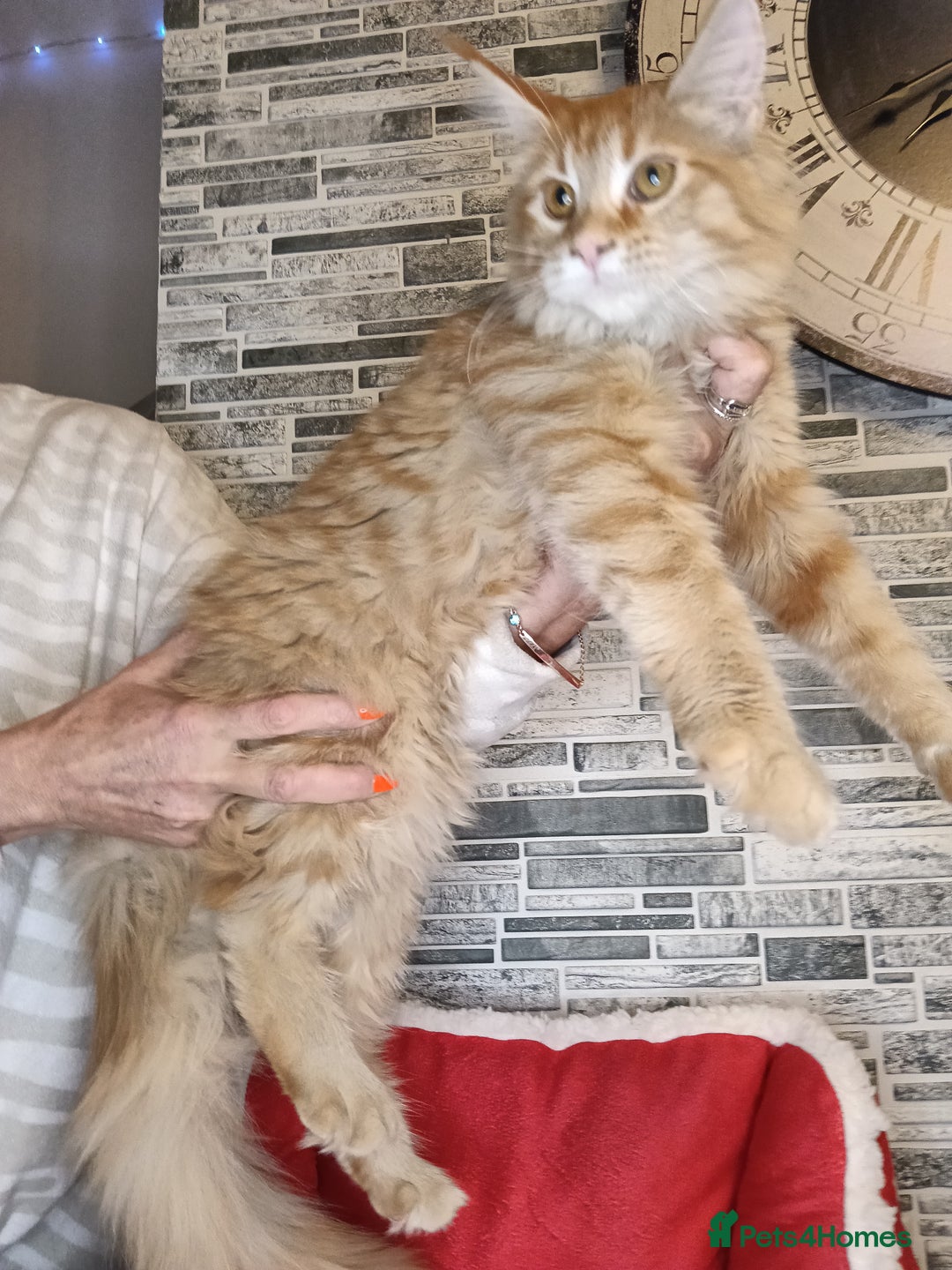 Maine Coon cats for sale: 'PuuureLove' Maine Coon kittens  - Advert 13