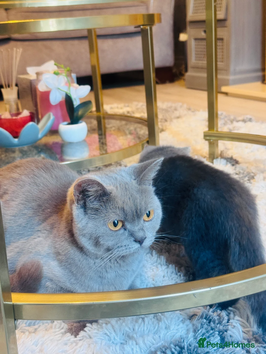 British Shorthair cats for sale: Beautiful British Shorthair Kitten 🐾 - Advert 1