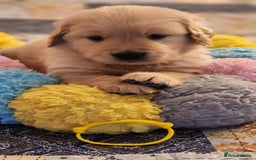 Golden Retriever dogs for sale: Home Coming Golden Retrevier Puppies. - Image 4