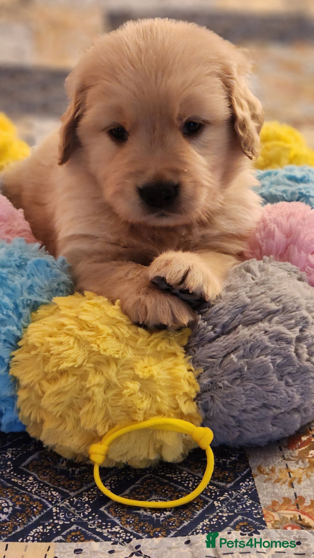Golden Retriever dogs for sale: Home Coming Golden Retrevier Puppies. - Image 4