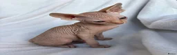 Sphynx cats for sale: Gorgeous stripped Sphynx kittens - Advert 13
