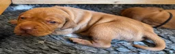 Hungarian Vizsla dogs for sale: Litter of stunning Vizslas - Advert 11