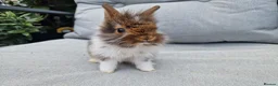 Lionhead rabbits for sale: 2 lionhead boys - Advert 3