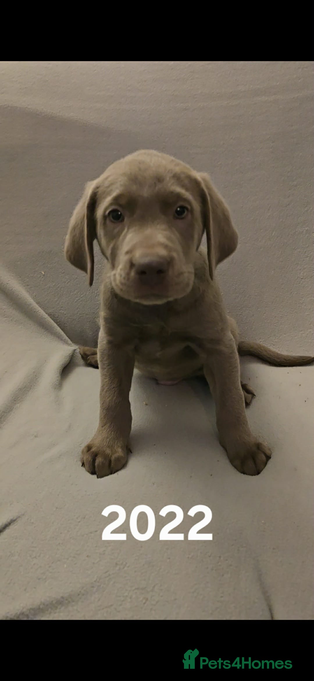 Labrador Retriever dogs for sale: Stunning silver Labradors  - Advert 15