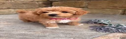 Maltipoo dogs for sale: F1 Tiny Stunning maltipoo Pups - Ready next week  - Advert 1