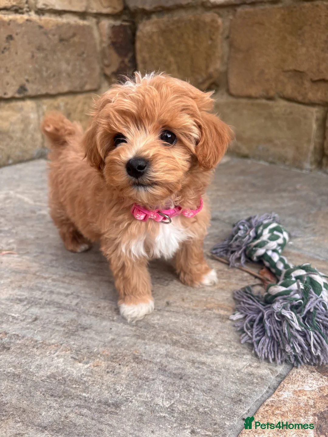 Maltipoo dogs for sale: F1 Tiny Stunning maltipoo Pups - Ready next week  - Advert 1