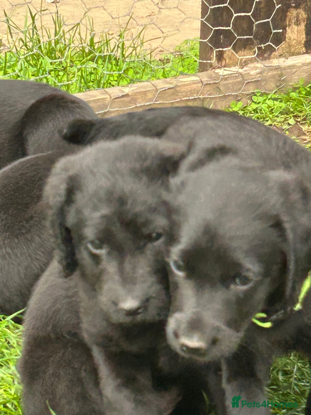 Labradoodle dogs for sale: Ready to go! Fantastic F1 Labradoodles (black) - Image 6