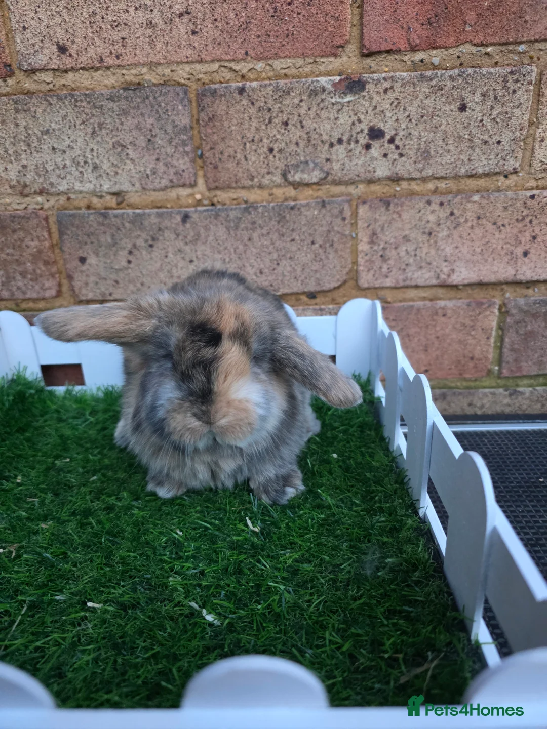 French Lop rabbits for sale: Pure bred French lops - Advert 10