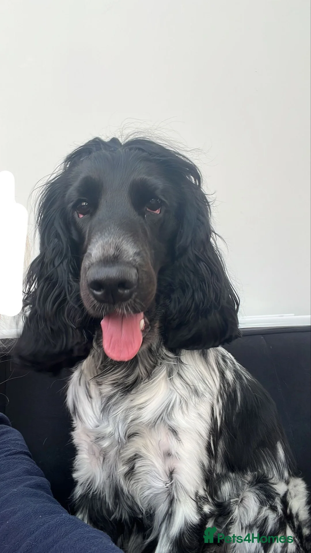 Cocker Spaniel dogs for sale: Bayley  - Advert 4