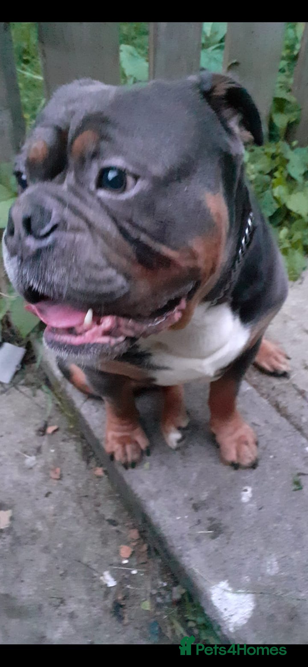 American Bulldog dogs for sale:  FREE Old Tyme bulldog looking for a family  - Image 2