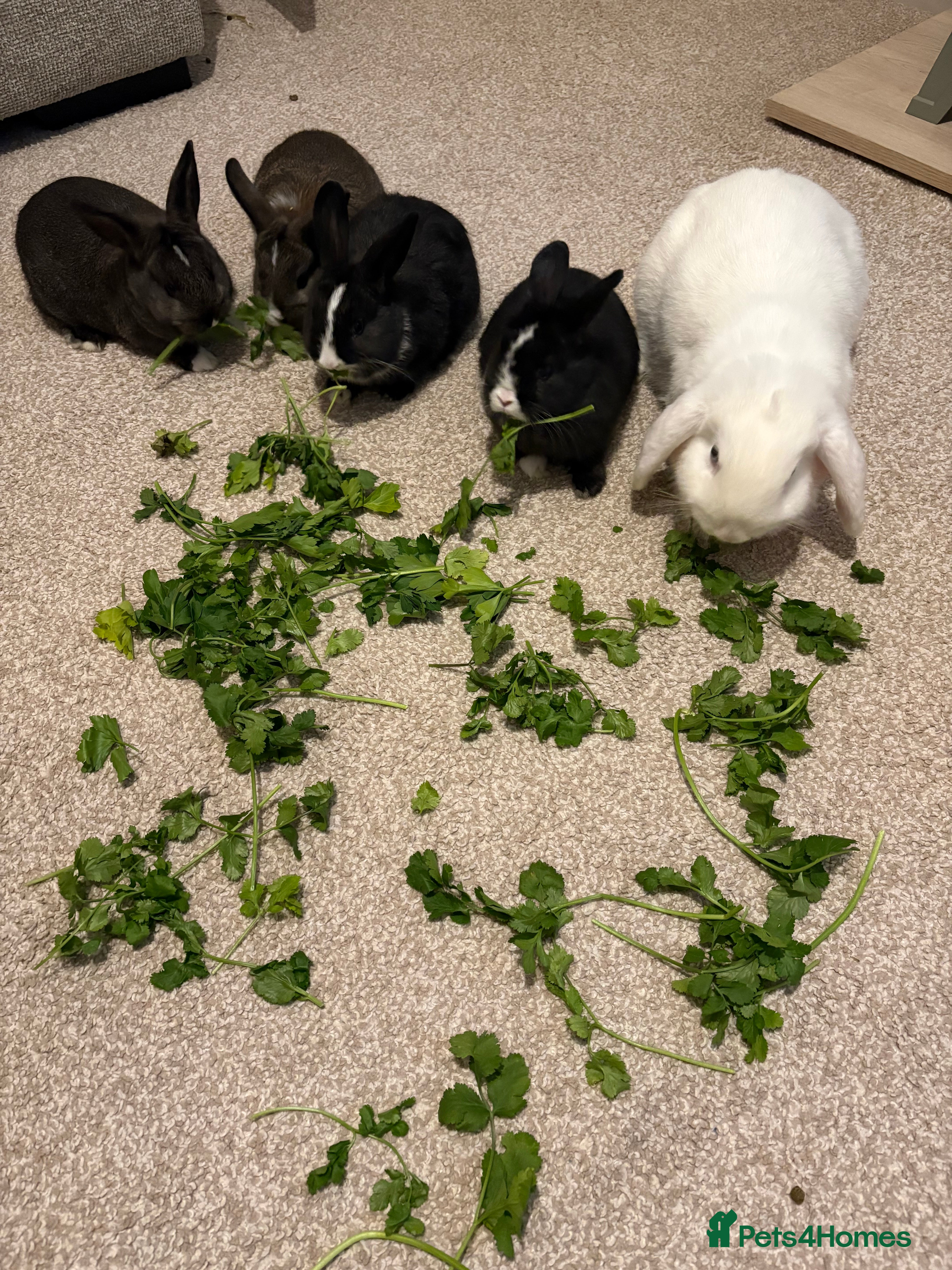 Mixed Breed rabbits 2X bucks,2 does Holland lop babies ready to rehome - Advert 11