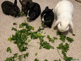 Mixed Breed rabbits 2X bucks,2 does Holland lop babies ready to rehome - Advert 11