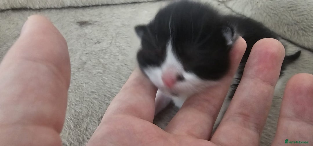 British Shorthair cats for sale: 3 kittens  - Image 7