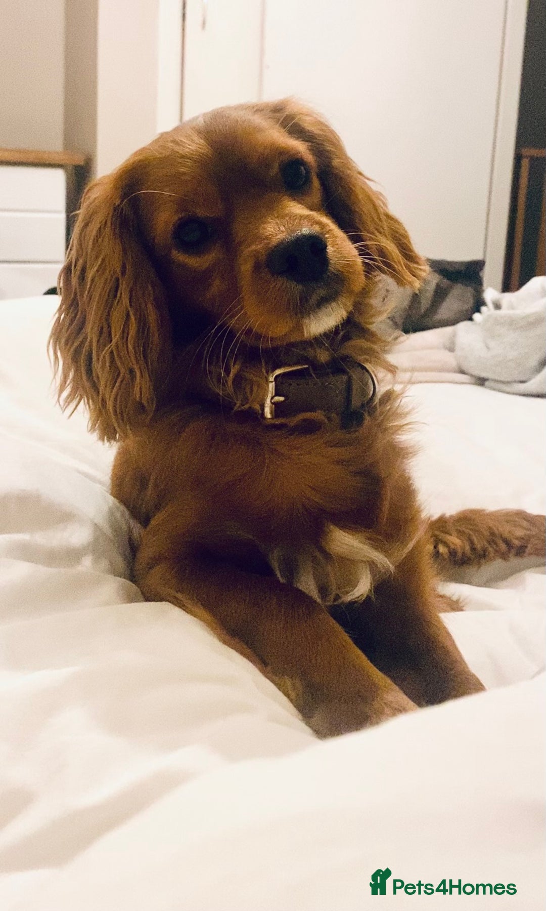 Cavapoo dogs for stud: Cavapoo available for stud  - Advert 6