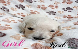 Golden Retriever dogs for sale: 1 LEFT *Ready to Go* Golden Retriever puppies 🐾 - Image 20
