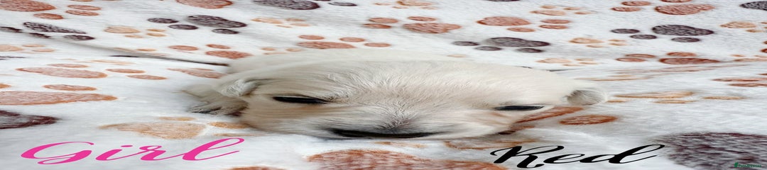 Golden Retriever Puppy 4